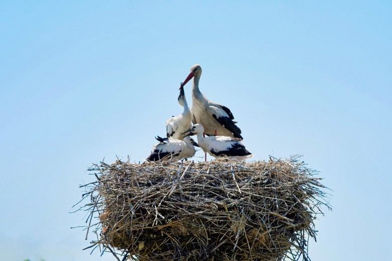 The International Day for Biological Diversity: How special protective devices installed on OPL tower help DTEK Grids save stork lives