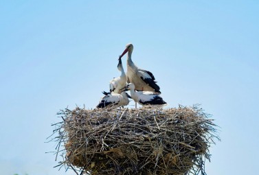 The International Day for Biological Diversity: How special protective devices installed on OPL tower help DTEK Grids save stork lives