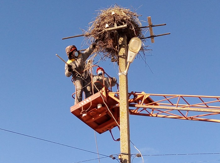 DTEK Donetsk Grids saved around 70 white storks in Ukraine over the last year