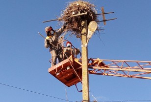 DTEK Donetsk Grids saved around 70 white storks in Ukraine over the last year