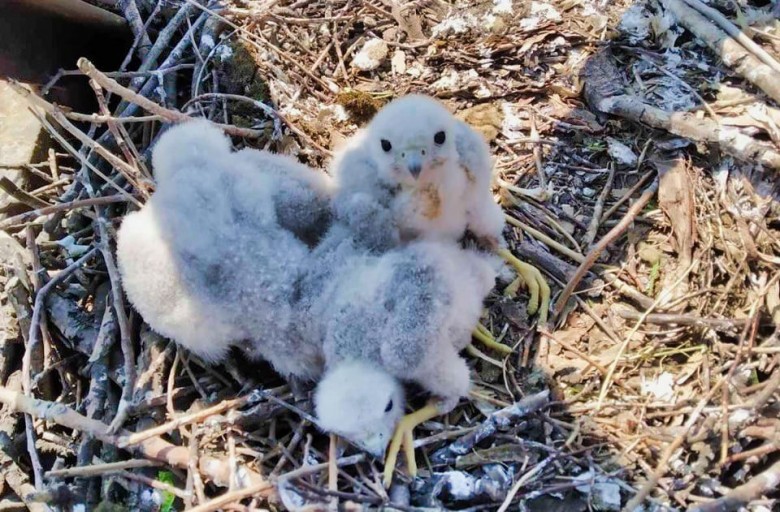 Not only storks: DTEK Dnipro Grids to take care of a hobby falcon family that has settled on a high-voltage tower