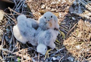 Not only storks: DTEK Dnipro Grids to take care of a hobby falcon family that has settled on a high-voltage tower