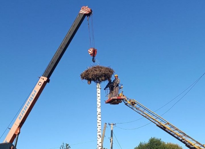 DTEK Dnipro Grids supported a family of storks in Sofiyivka