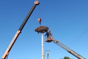 DTEK Dnipro Grids supported a family of storks in Sofiyivka