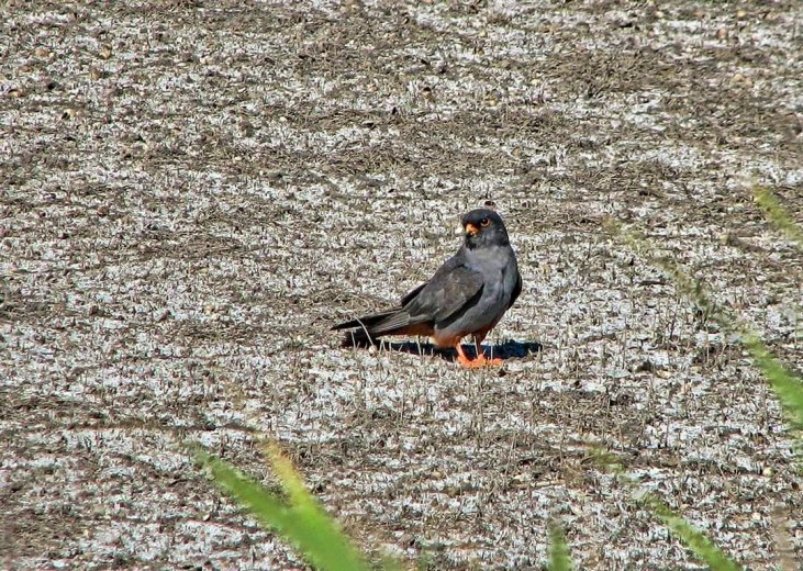 DTEK Donetsk Grids took care of the rare birds by installing nesting grounds for falcons