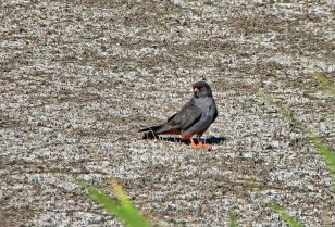 DTEK Donetsk Grids took care of the rare birds by installing nesting grounds for falcons