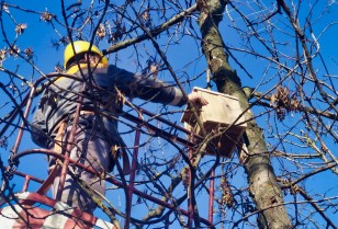 Conservation of rare bird species: DTEK Dnipro Grids to install 20 nests for long-eared owls