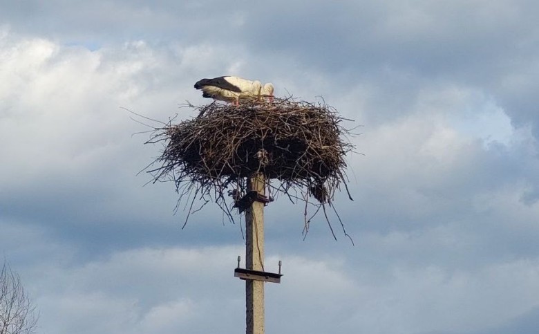 The storks returned to their nests in the Dnipropetrovsk region, mounted by DTEK energy workers earlier