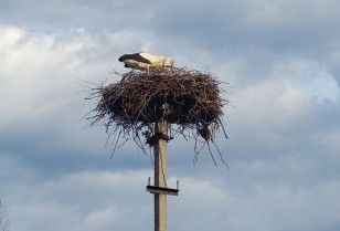 The storks returned to their nests in the Dnipropetrovsk region, mounted by DTEK energy workers earlier