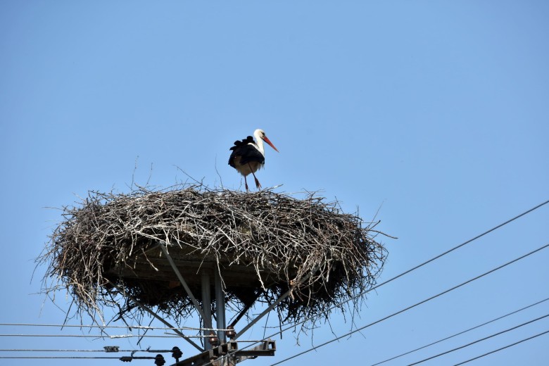 The storks are returning to their nests in the Odessa region, mounted by DTEK energy workers earlier