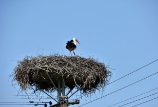 The storks are returning to their nests in the Odessa region, mounted by DTEK energy workers earlier