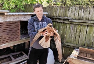 In the Dnipropetrovsk region, DTEK energy workers saved a wounded bird of prey– marsh harrier