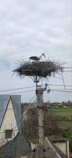 The storks returned to nests in the Kyiv region, mounted by DTEK energy workers earlier