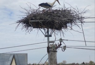 The storks returned to nests in the Kyiv region, mounted by DTEK energy workers earlier