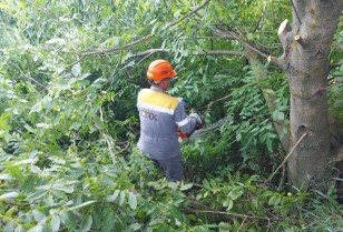 In order to prevent power outages for customers, DTEK Kyiv Regional Grids will clear 400 km of network routes in June