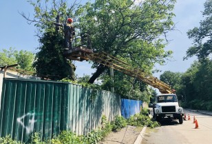 Щоб попередити аварії: в Києві до кінця року розчистять 100 кілометрів трас під електролініями