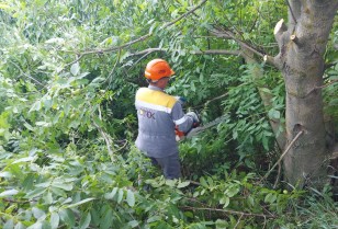 DTEK Kyiv Regional Grids will clear 400 km of power lines routes in July