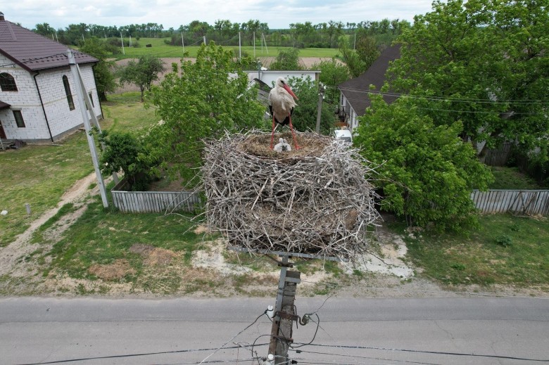 Almost 500 storks have settled in safe platforms, installed by DTEK Kyiv Regional Grids specialists