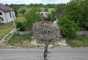 Almost 500 storks have settled in safe platforms, installed by DTEK Kyiv Regional Grids specialists