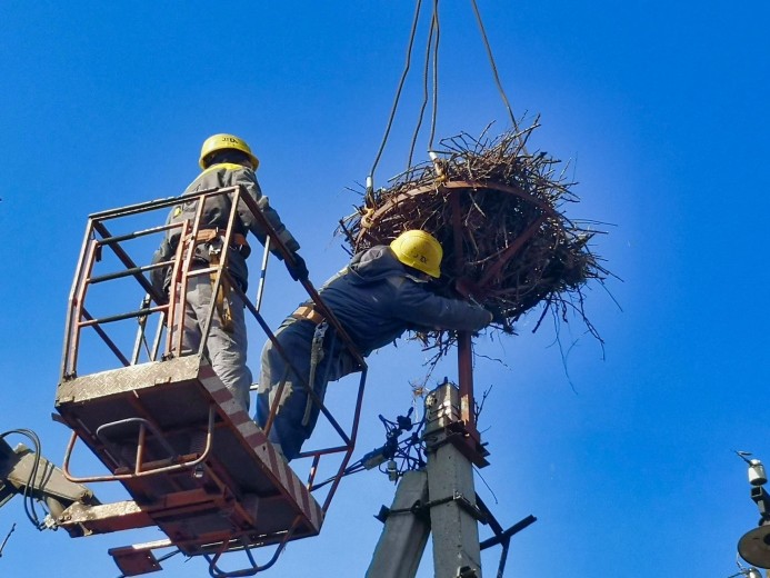 #EnergyWings: the storks are returning to their nests in the Dnipropetrovsk region that survived thanks to the DTEK energy workers