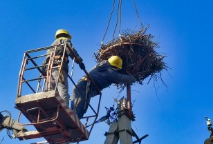 #EnergyWings: the storks are returning to their nests in the Dnipropetrovsk region that survived thanks to the DTEK energy workers