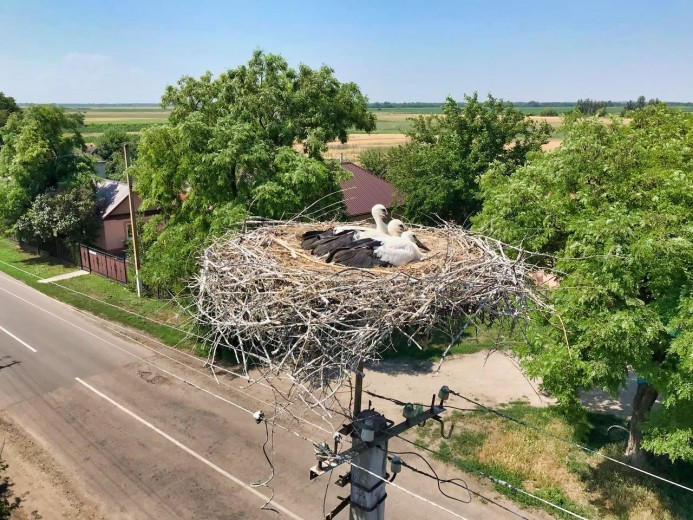 DTEK Dnipro Grids joined an international project on the protection of the white stork