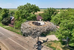 DTEK Dnipro Grids joined an international project on the protection of the white stork