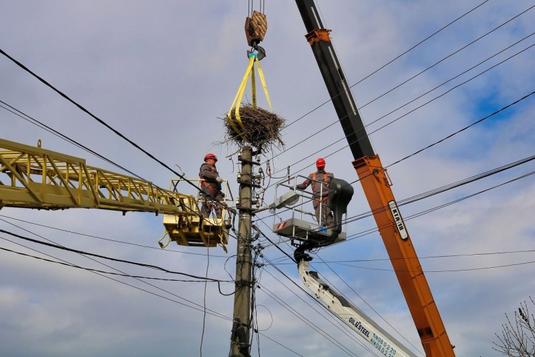 #EnergyWings: DTEK Grids energy workers will reinforce over 70 stork nests on the poles in order to prevent power outages for customers and protect the birds