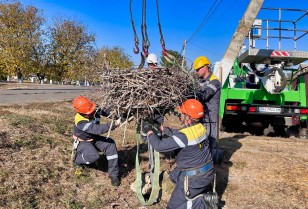 #EnergyWings: by the end of 2023, energy workers in the Odesa region will reinforce 36 stork nests on the poles in order to prevent power outages for customers and protect the birds