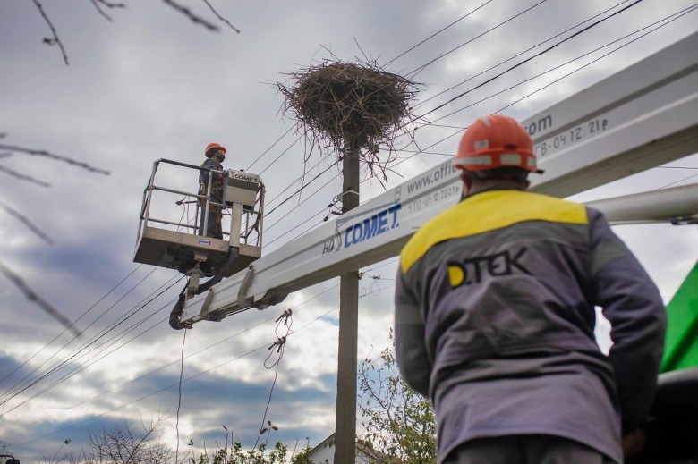 #EnergyWings: DTEK energy workers in the Kyiv region will reinforce over 50 stork nests on the poles in order to prevent power outages and protect the birds