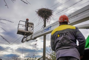 #EnergyWings: DTEK energy workers in the Kyiv region will reinforce over 50 stork nests on the poles in order to prevent power outages and protect the birds