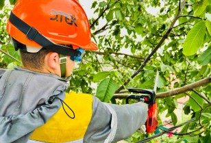 In order to prevent emergencies, DTEK Kyiv Regional Grids will clear more than 3,500 kilometers of power lines from branches in 2024