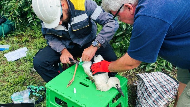 Saving storks during the war: DTEK energy workers helped ornithologists ring over 70 nestlings in the Dnipropetrovsk region