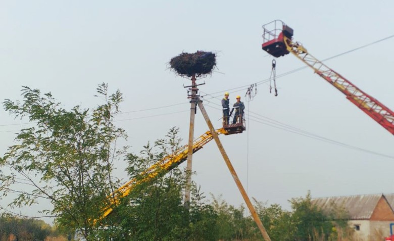 DTEK energy workers installed 12 safe platforms for storks in the Dnipropetrovsk region since the beginning of the year