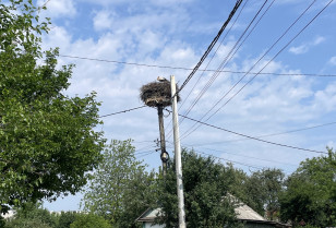 Цього року в Києві лелеки заселили 93% укріплених енергетиками ДТЕК Київські електромережі гнізд