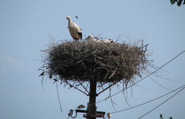 Storks settled in 90% of nests with protected platforms – results of DTEK Dnipro Grids annual monitoring