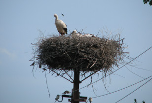 Storks settled in 90% of nests with protected platforms – results of DTEK Dnipro Grids annual monitoring