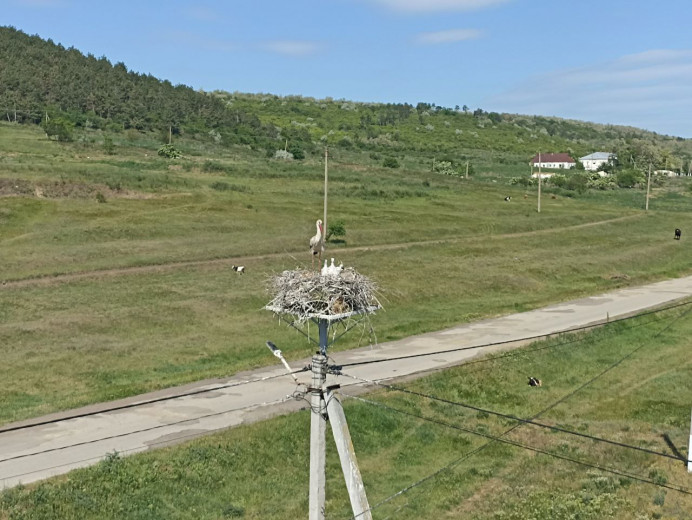 Storks settled in 98% of nests with protected platforms – results of DTEK Odesa Grids annual monitoring