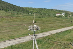 Storks settled in 98% of nests with protected platforms – results of DTEK Odesa Grids annual monitoring