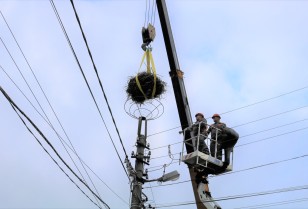Energy workers of DTEK Grids DSO installed 120 platforms for storks and ringed over 100 nestlings in 2025