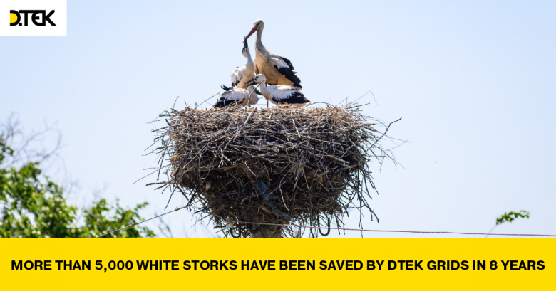 DTEK Grids saved around 1,200 white storks in Ukraine over the last year