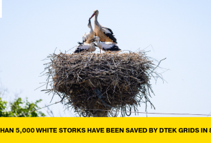 DTEK Grids saved around 1,200 white storks in Ukraine over the last year