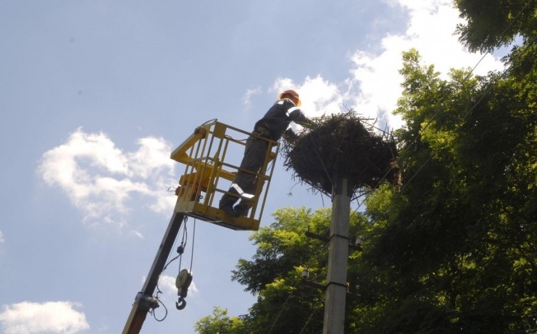 Фахівці Одесаобленерго врятували сім’ю лелек в Любашівському районі Одеської області