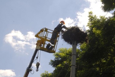 Фахівці Одесаобленерго врятували сім’ю лелек в Любашівському районі Одеської області