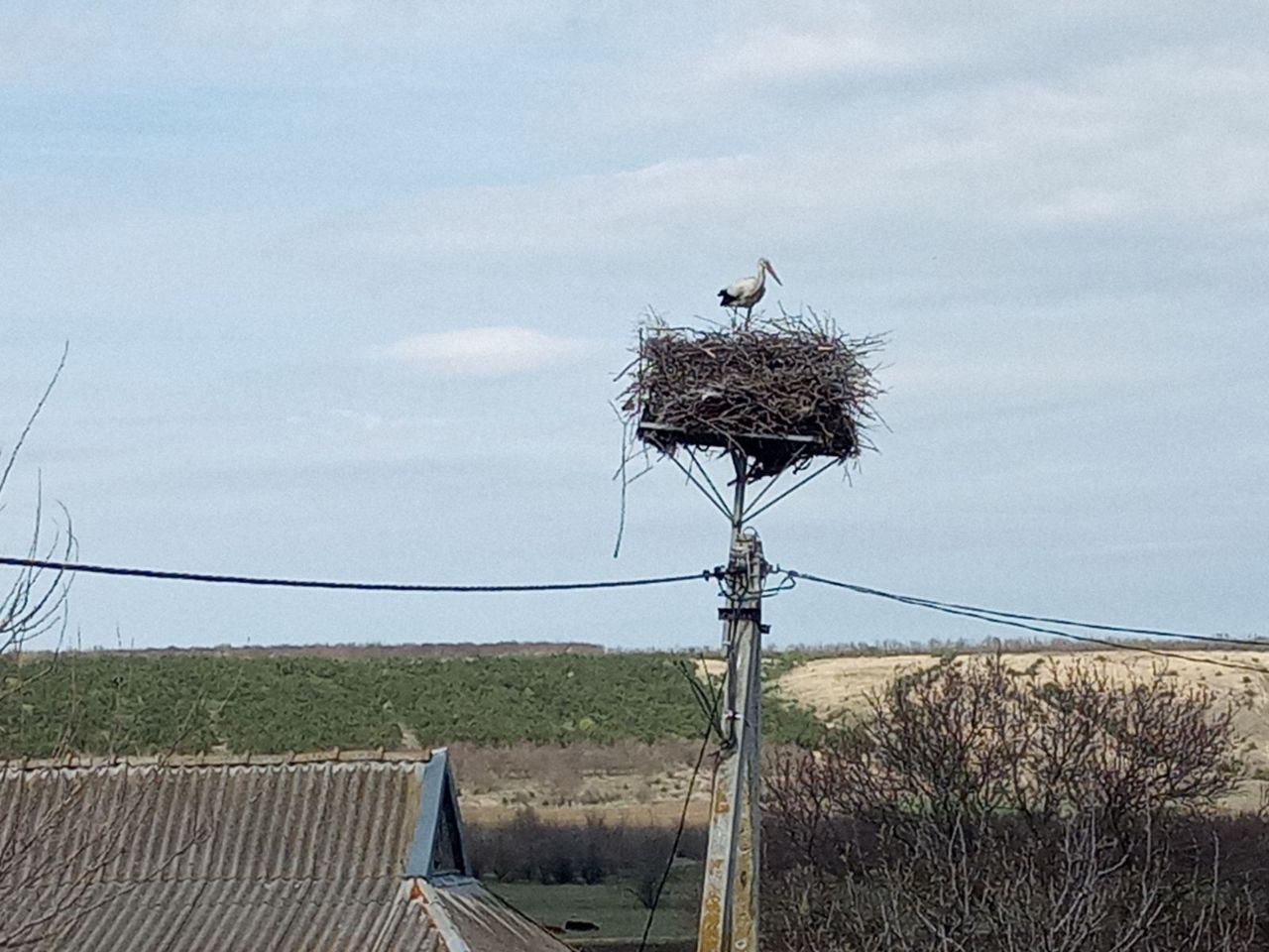 Storks settled in 98% of nests with protected platforms – results of DTEK Odesa Grids annual monitoring