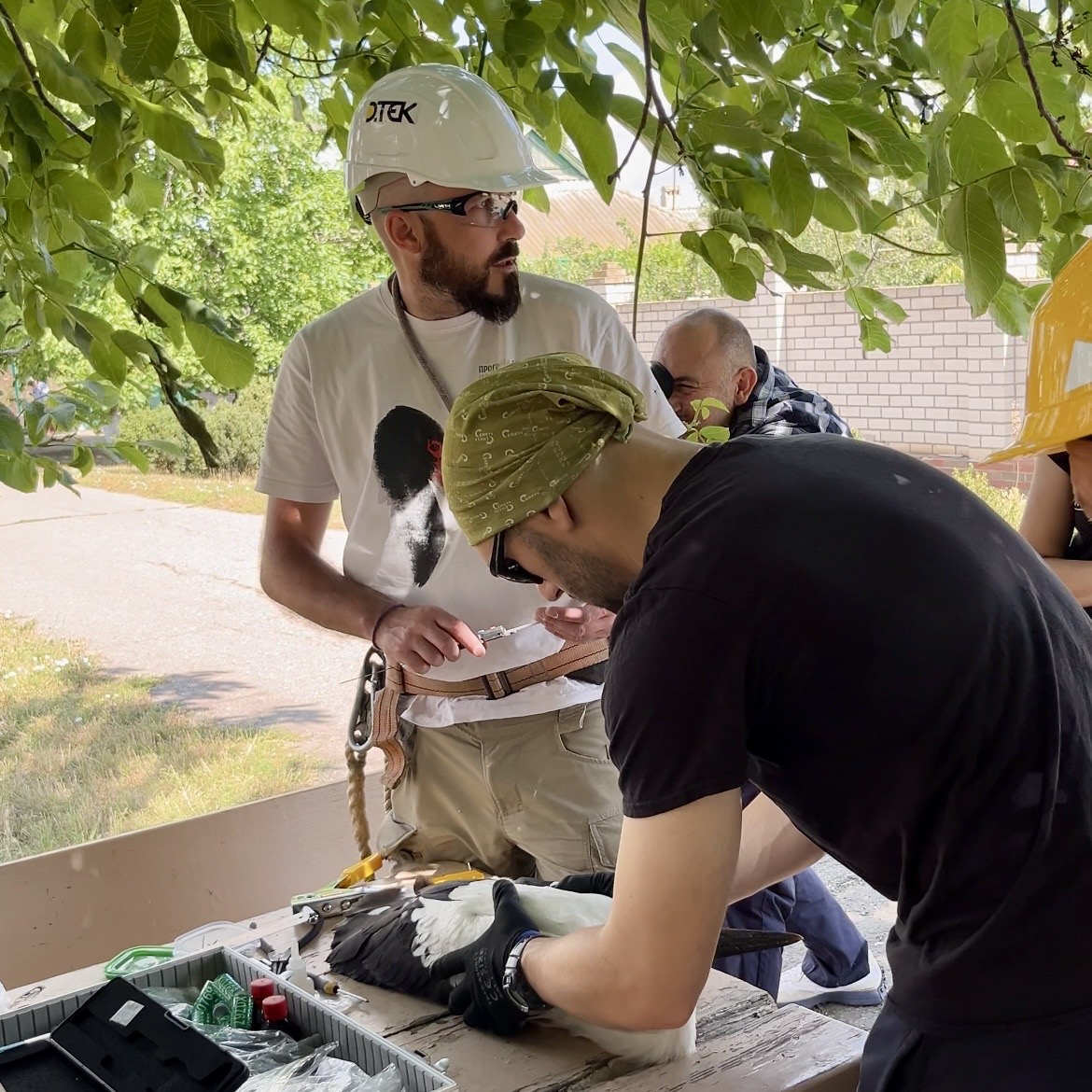 Міжнародна співпраця: енергетики ДТЕК Одеські електромережі допомогли орнітологам окільцювати 50 пташенят білого лелеки. 4 Міжнародна співпраця: енергетики ДТЕК Одеські електромережі допомогли орнітологам окільцювати 50 пташенят білого лелеки. 3