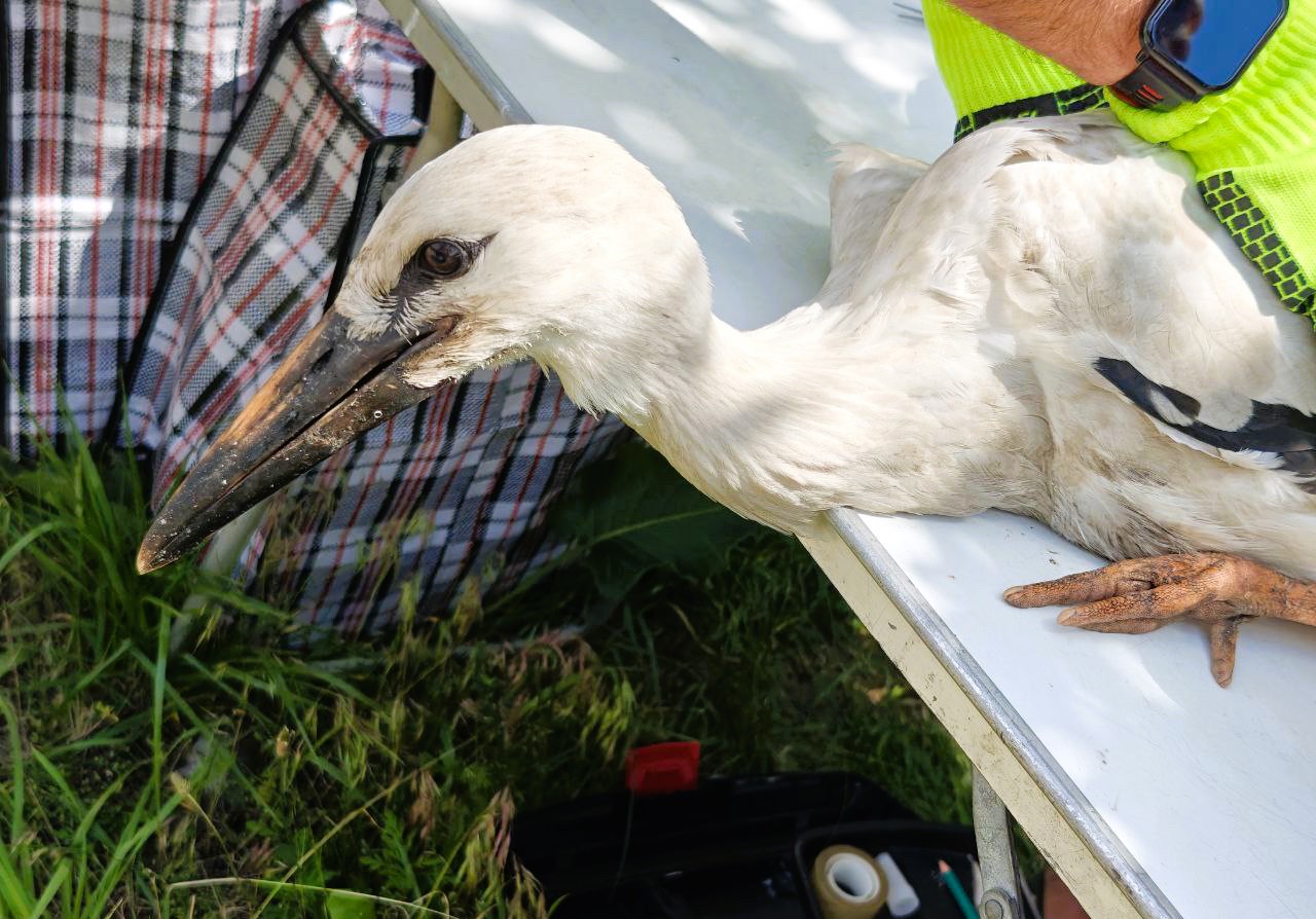 Міжнародна співпраця: на Дніпропетровщині енергетики ДТЕК допомогли орнітологам окільцювати 56 пташенят білого лелеки. 3 Міжнародна співпраця: на Дніпропетровщині енергетики ДТЕК допомогли орнітологам окільцювати 56 пташенят білого лелеки. 2