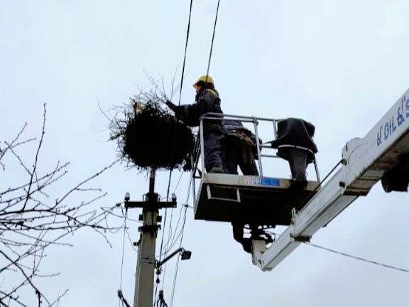 Energy workers of the DTEK Dnipro Grids installed 13 safe stork nests in 2024