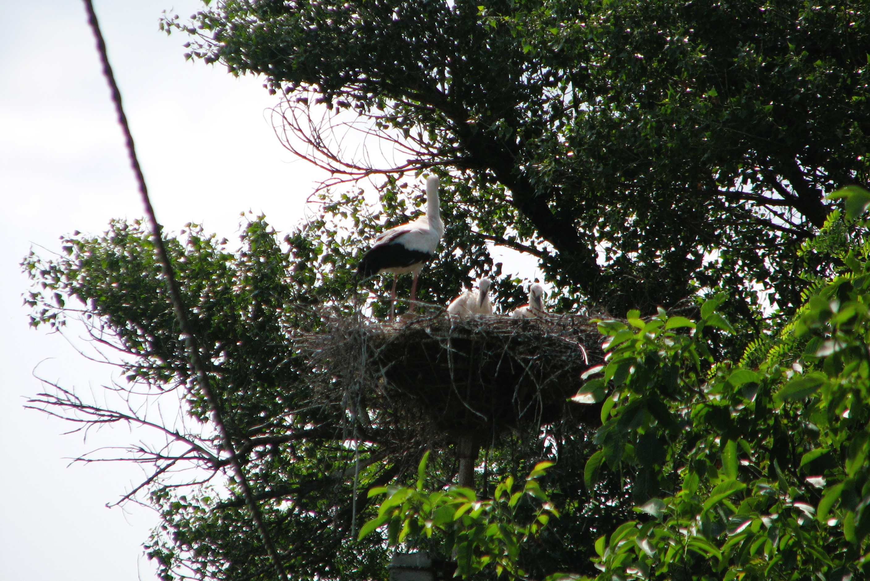 Storks settled in 90% of nests with protected platforms – results of DTEK Dnipro Grids annual monitoring